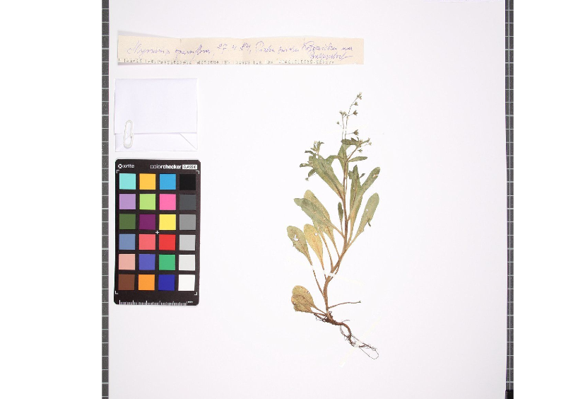 Herbarbeleg mit gepresster Pflanze, Farbtafel und beschriftetem Etikett aus dem Landes-Herbarium